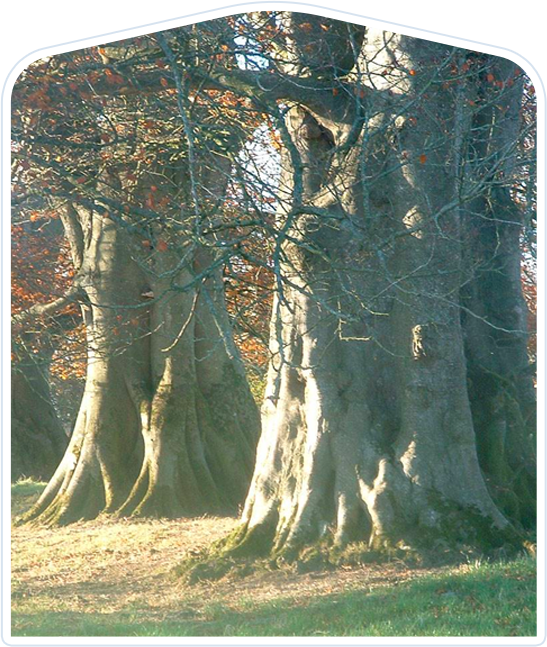 tree trail img