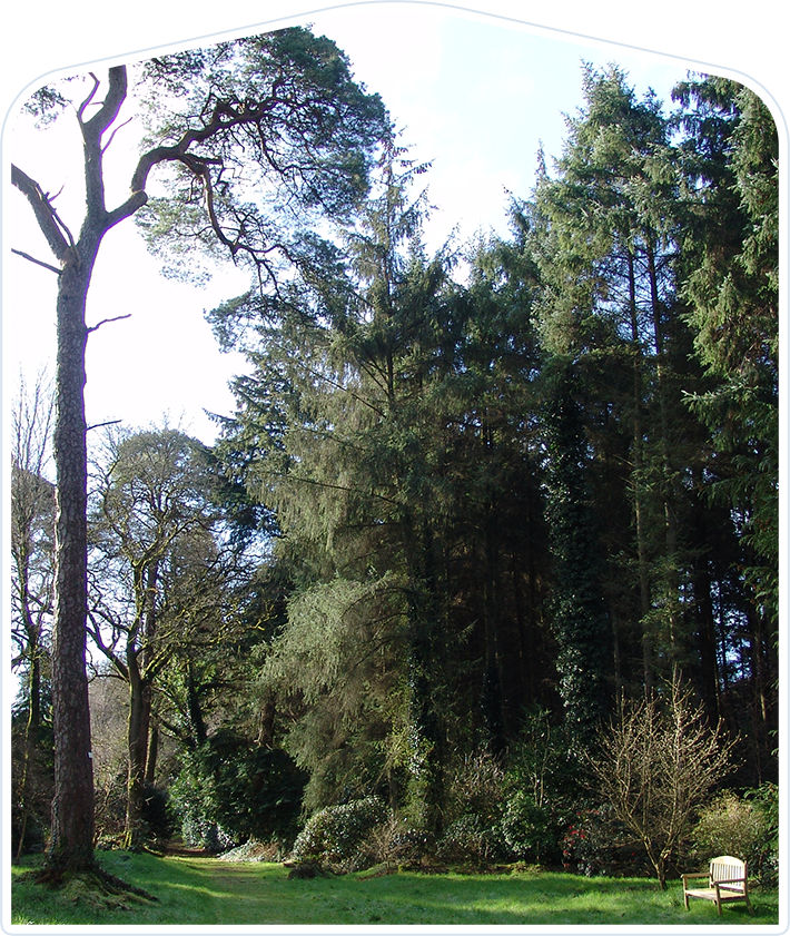 forest walk